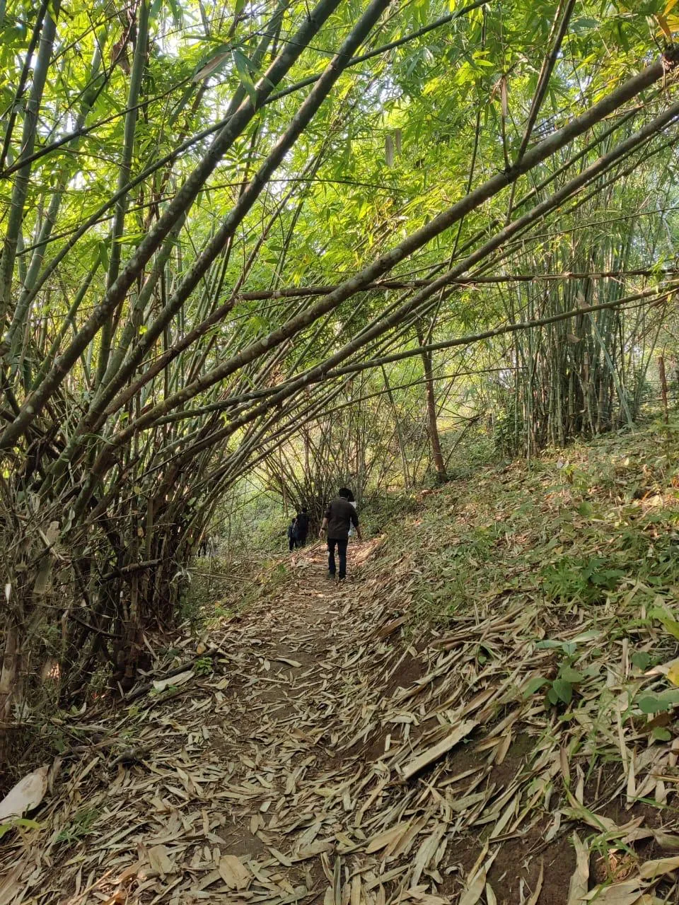 Visitors walking beneath a canopy of bamboo